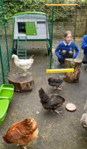 Cumbrae - hens in schoolyard